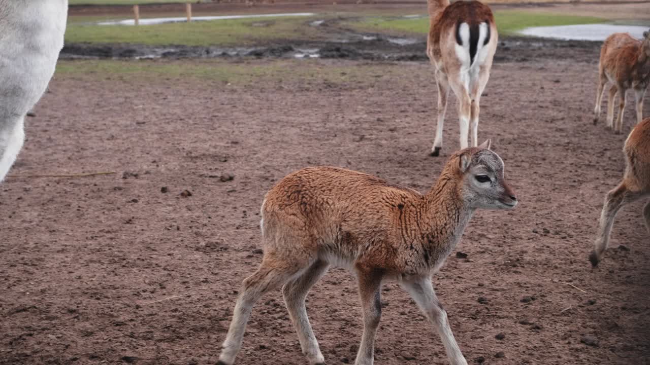 маленький ягненчик стоит в одиночестве и ест и бежит вокруг, копирует пасту. молодой млекопитающий отбивается от стада