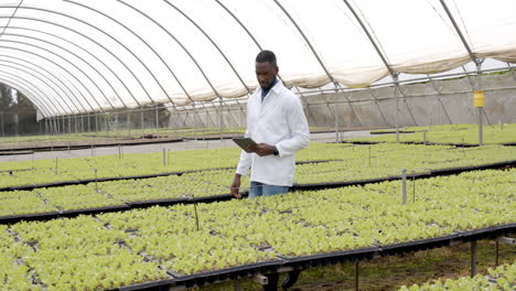 inspecting hydroponic farm, african american man using tablet to monitor plant growth in greenhouse