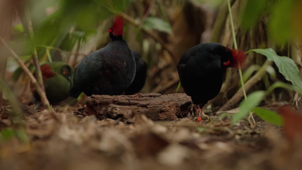 Low angle of multiple crested wood partridges, with one standing in the foreground, within a rainforest environment scouting out the surroundings, looking for food