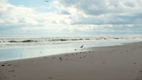 Las-Gaviotas-Juegan-En-La-Cambiante-Playa-De-Nueva-Jersey.