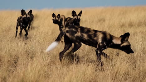 african wild dogs in a grassy savanna