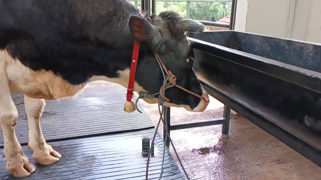 The dairy cows in the pen