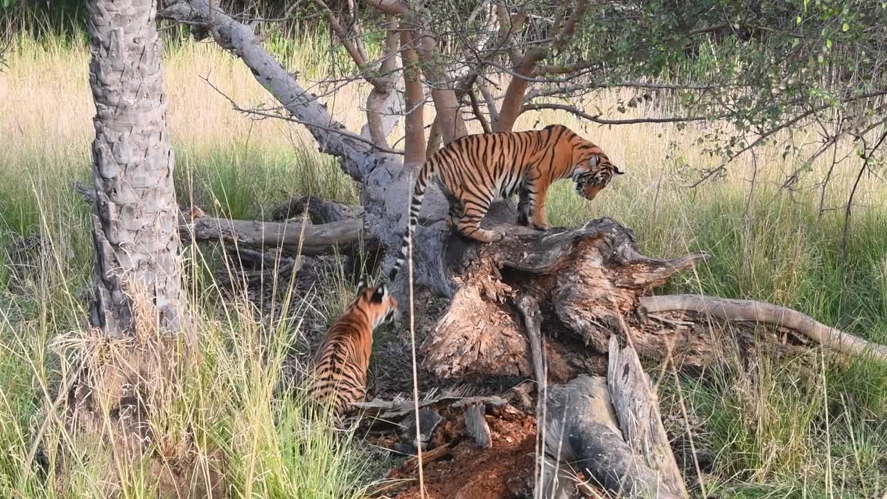 A wide shot of a young Bengal Tiger playfully attacking its sibling