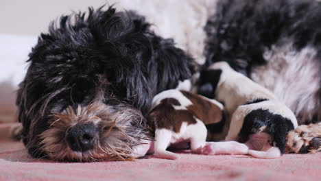 perro después de dar a luz con cachorro recién nacido 09