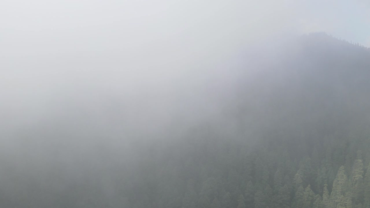 안개 낀 날 산속의 숲의 시간 경과