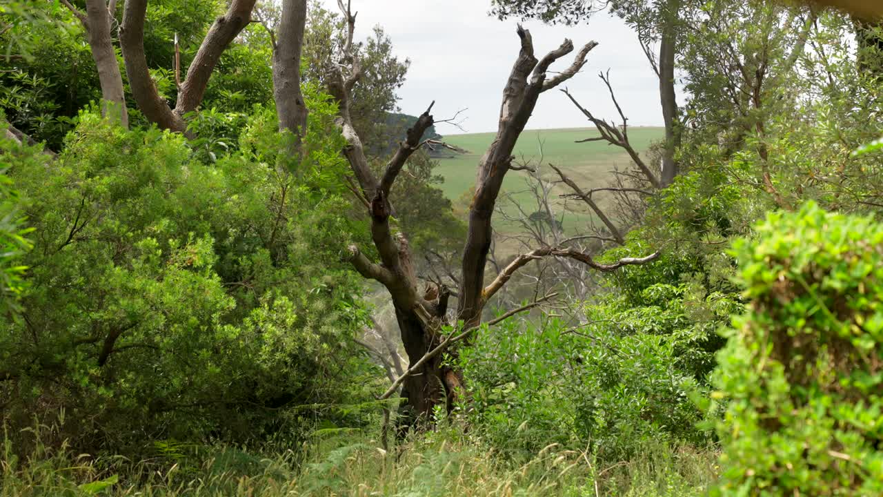 A dead tree standing amongst a lush forest, showcasing the contrast between life and decay in the natural environment.