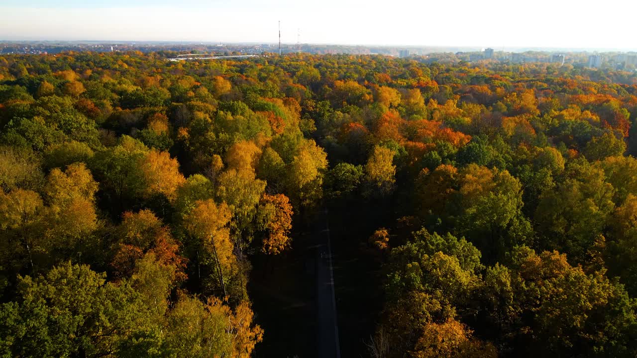 tomada de un avión no tripulado de un parque de madera de roble con árboles de colores vibrantes en un día soleado en la ciudad de kaunas en lituania en otoño, otoño