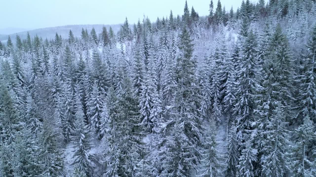 Flying over a snowy pine forest as fresh snow drifts down