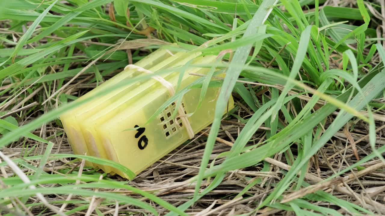 양봉가가 새 여왕벌이 들어 있는 상자 케이지를 내려 놓습니다.