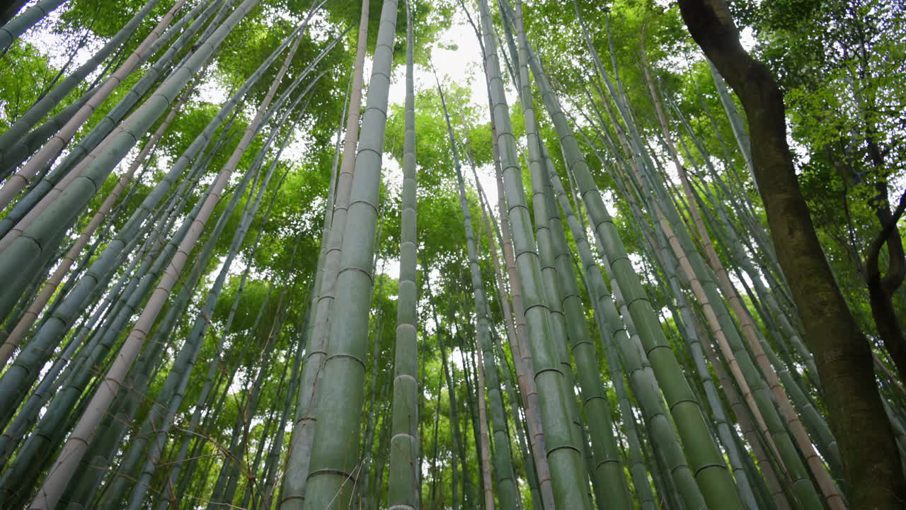 Low angle view of multiple tall, green bamboo trees at the Arashiyama Bamboo Forest with sun peaking through them in Kyoto, Japan