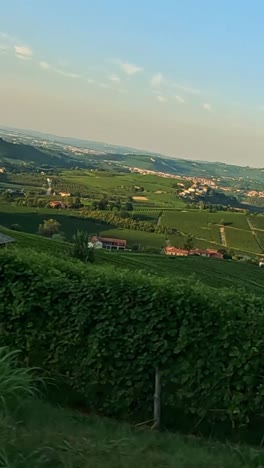 paisaje de viñedos