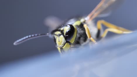 wasp closeup shallow focus insect crawling striped wildlife bug