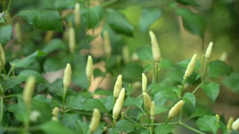 different colour chili fruit on the tree