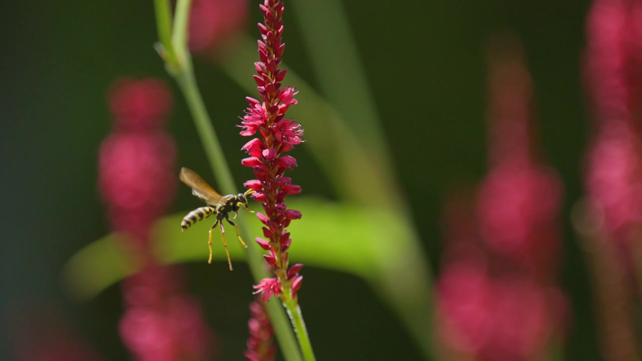 Vespa cartonaia europea raccoglie nettare da spighe di fiori di bistorta rosso vivace