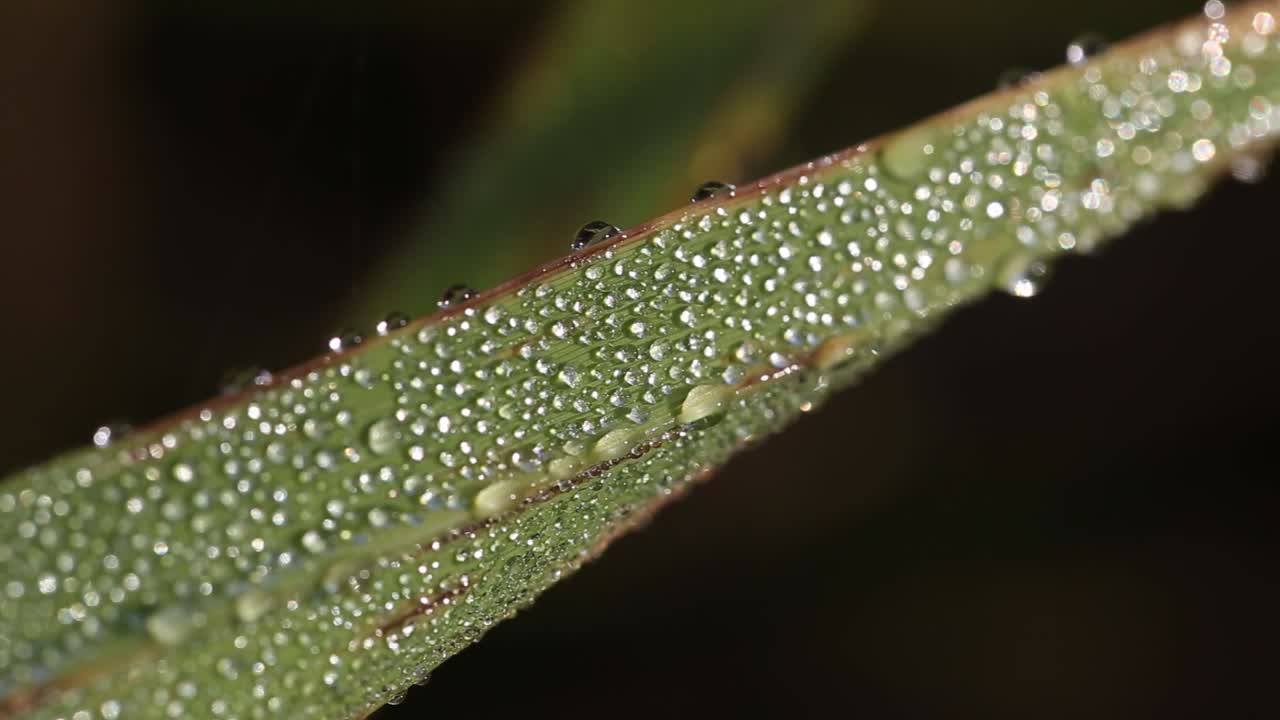 plantas de arroz tailandés en la provincia de surin, tailandia