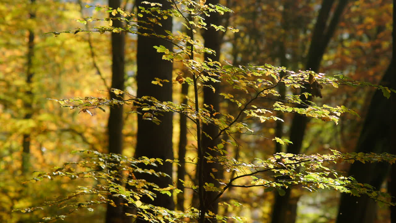Dense colorful fall foliage in the forest
