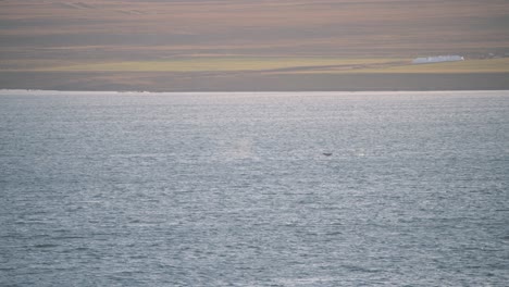Water-spouts-and-tail-fins-of-whales-swimming-in-coastal-ocean-waters