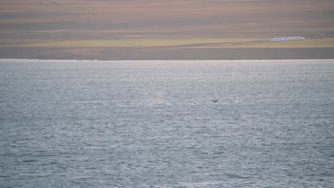 Chorros-De-Agua-Y-Aletas-Caudales-De-Ballenas-Nadando-En-Aguas-Costeras-Del-Océano.