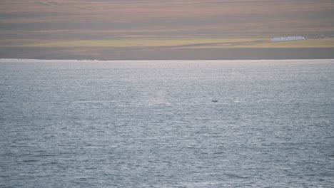 gotas de agua y aletas de cola de ballenas que nadan en las aguas costeras del océano