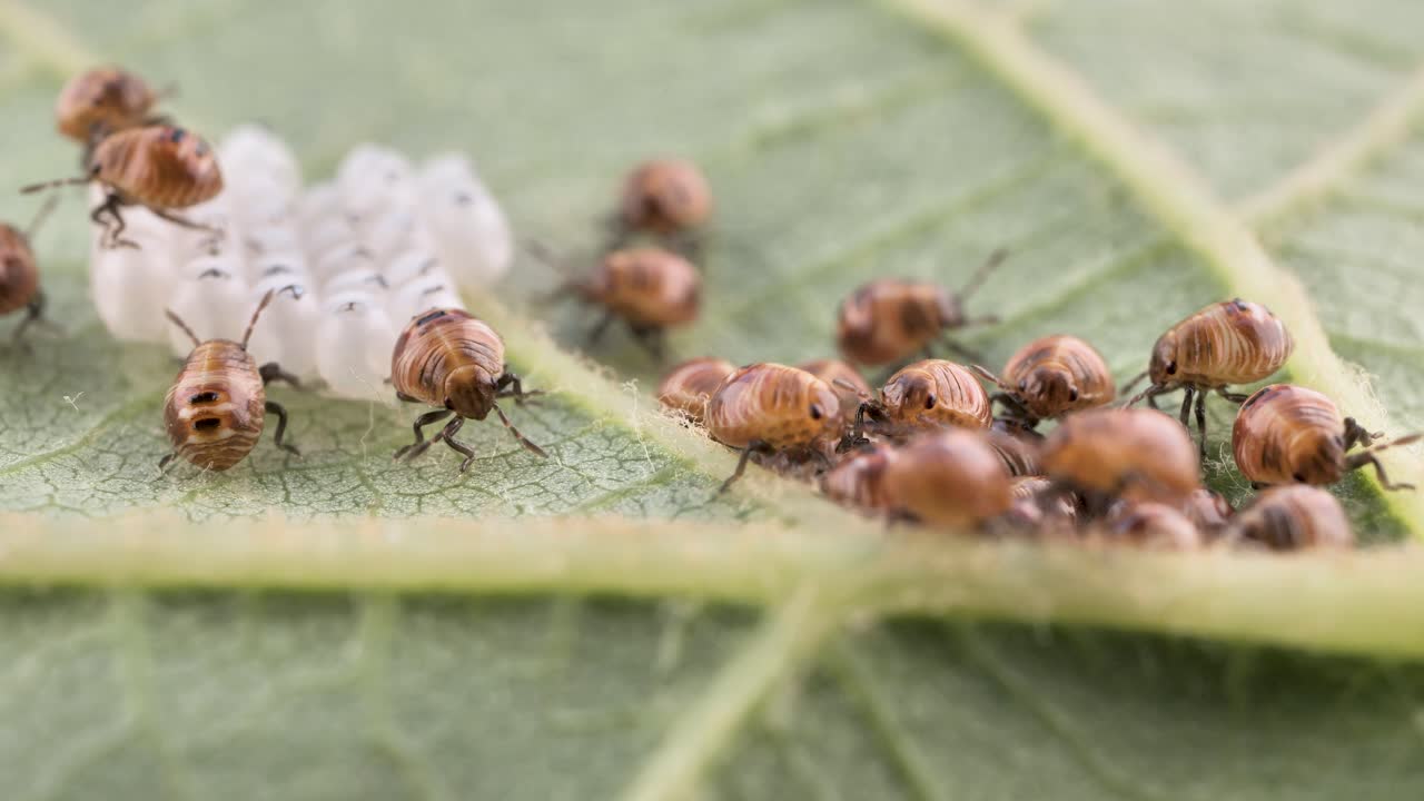 la descendencia de un escarabajo apestoso, que sale de los huevos