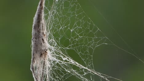tela de araña en el área del bosque