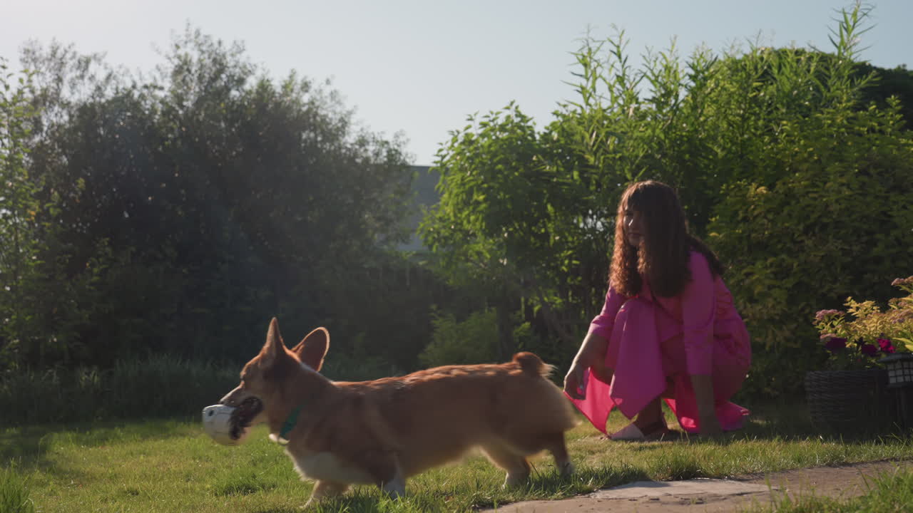Cheerful Animal Bounds Energetically While Joyful Corgi Searches Eagerly For Its Treat, Jubilant Dog Enthusiastically Jumps As Happy Corgi Eagerly Searches For Its Welldeserved Reward