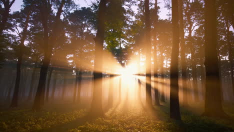 golden sunrise in a misty forest