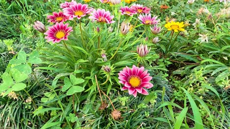 vibrant gazania flowers in lush green surroundings