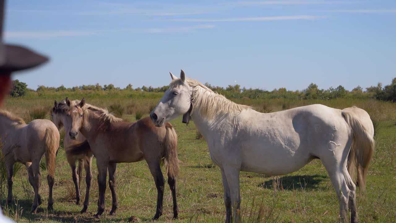 vaquero con vistas a su manada de caballos en el sur de francia