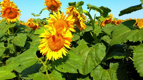 agricultural field of sunflowers. shooting in the summer in the countryside.