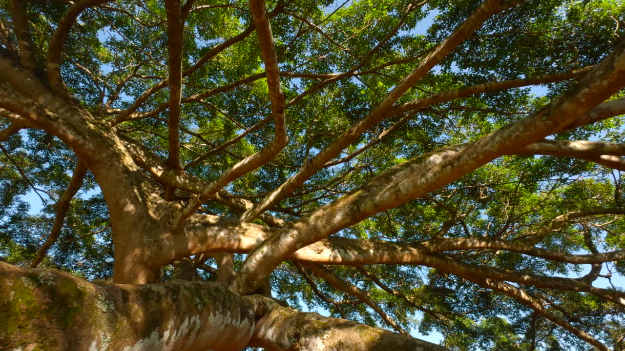 el dosel del gran árbol banyan