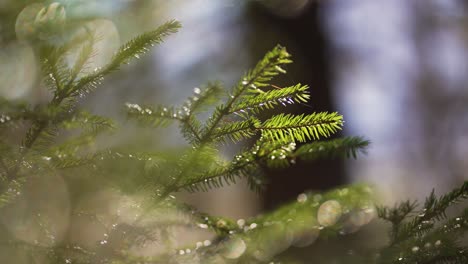 macro-shot-of-a-fir-in-the-forest-in-the-italian-alps
