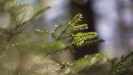 macro shot of a fir in the forest in the italian alps