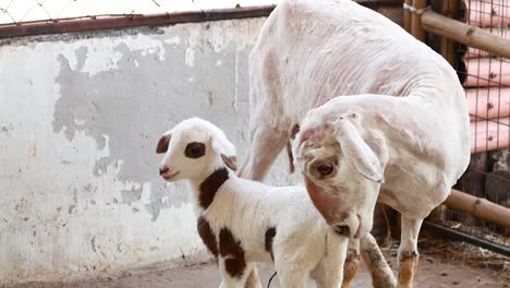 baby lambs suckling from mother sheep