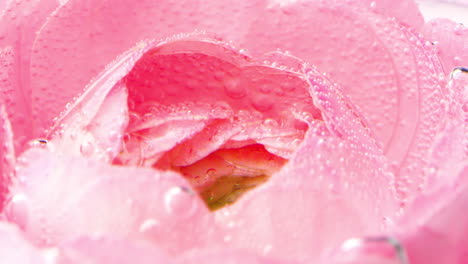 close-up of a pink flower with water droplets