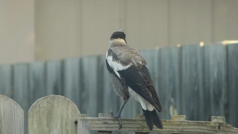 Australian-Juvenile-Magpie-Perched-On-Fence-Getting-Fed-By-Adult-Magpie-Australia-Gippsland-Victoria-Maffra