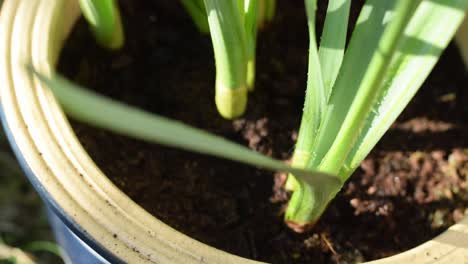 water spraying a plants in pot