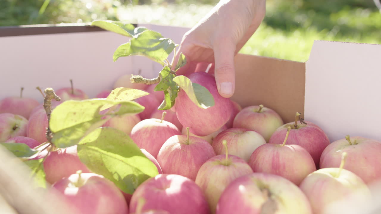 la mano caucásica coloca una manzana con un poco de follaje en la caja, primer plano