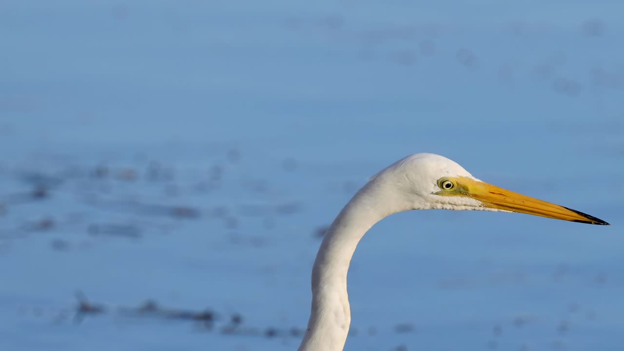 Close-up of an egret's head and neck against a serene blue water background.