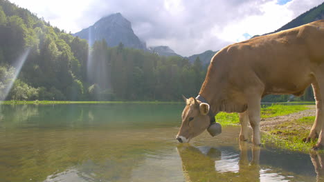 Statischer-Blick-Auf-Kuhtrinken-Am-See-In-Einer-Typischen-Schweizer-Alpenlandschaft