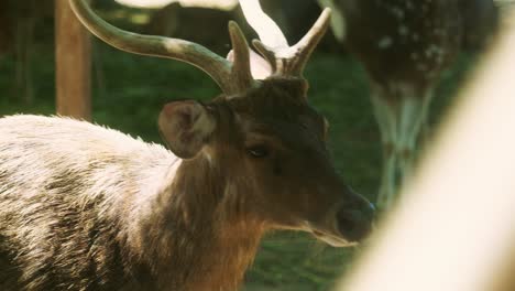 4k cinematic slow motion wildlife nature footage of a spotted deer from up close in the middle of the jungle in the mountains of phuket, thailand on a sunny day