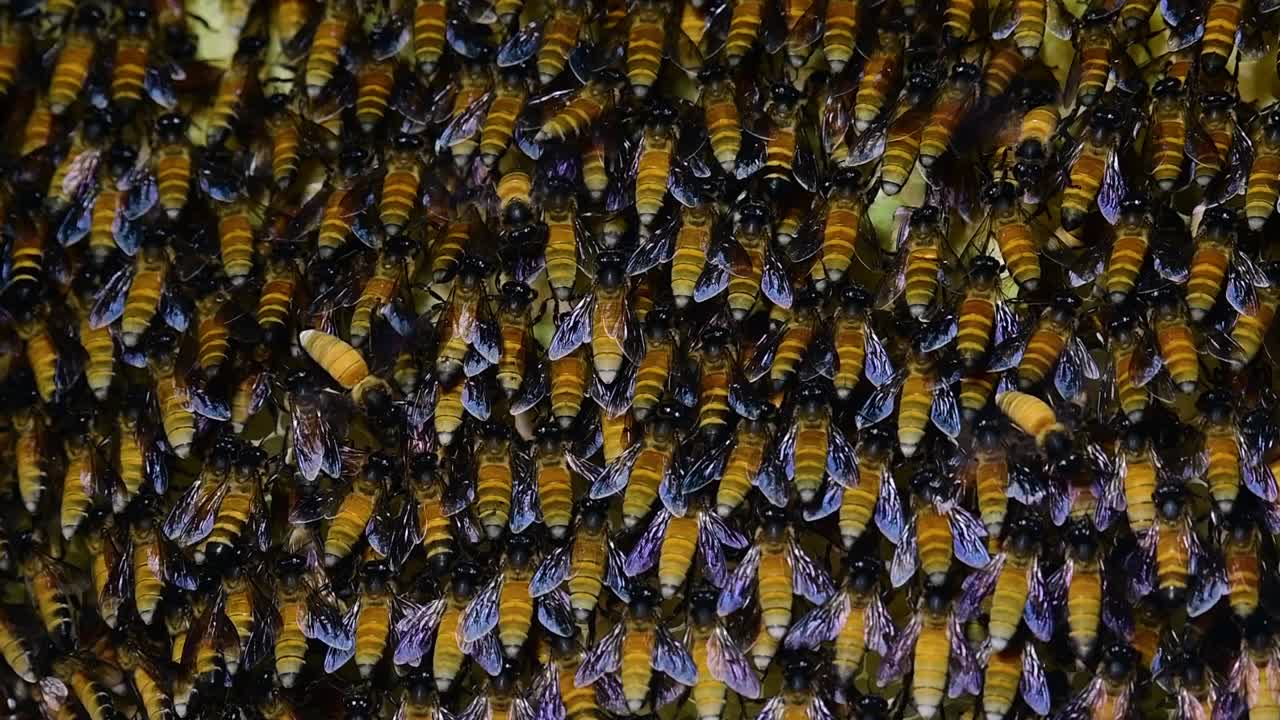 se sabe que las abejas melíferas gigantes construyen grandes colonias de nidos con bolsillos simétricos hechos de cera para almacenar miel como fuente de alimento.
