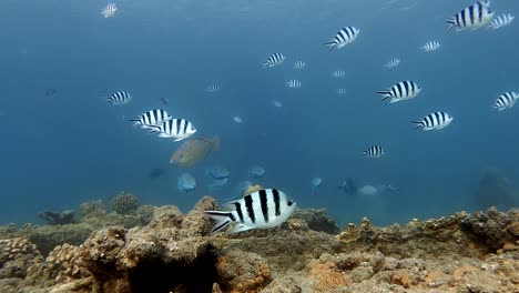 shoal of scissortail sergeants and knobsnout parrotfish swims on the deep blue sea.-closeup shot