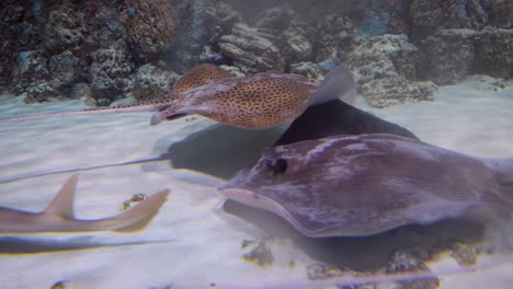 Stingrays-under-water.-Stingrays-are-a-group-of-sea-rays,-which-are-cartilaginous-fish-related-to-sharks.