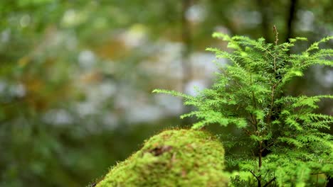 close-up of moss and fern in forest