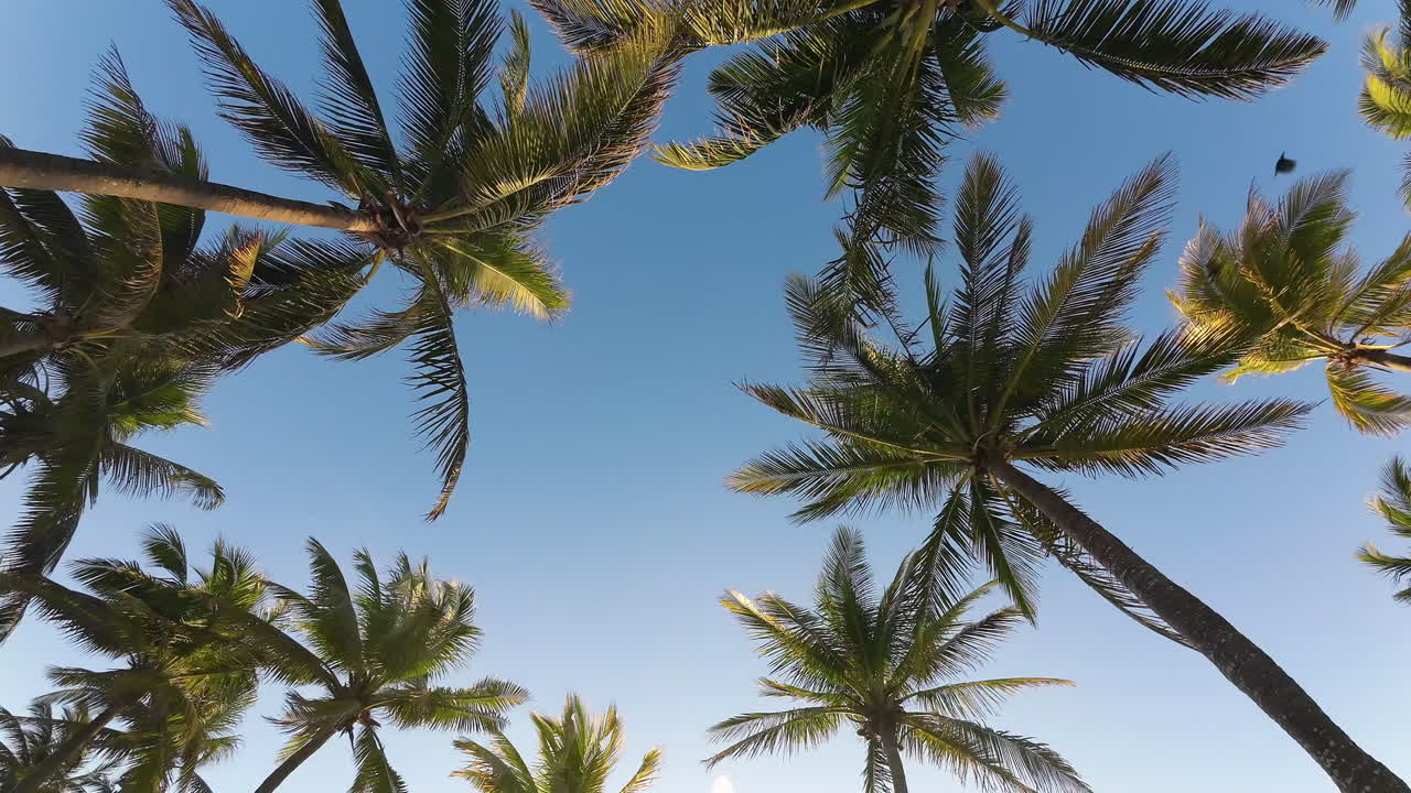 Vista de las palmeras meciéndose y pájaros volando en el cielo azul de Tulum, México. Naturaleza tropical y ambiente de resort sereno.