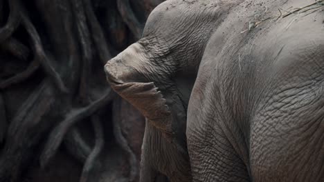 Cerca-De-La-Oreja-De-Un-Elefante-Asiático-Aleteando-En-Cámara-Lenta