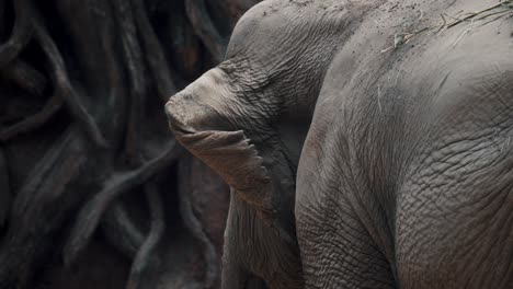 cerca de la oreja de un elefante asiático aleteando en cámara lenta