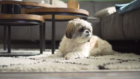 boomer dog sitting on rug looking around living room, medium shot