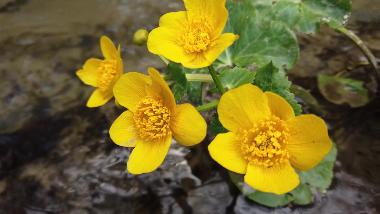 Fiori di ranuncolo nel ruscello del bosco